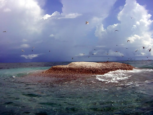 Jessie Beazley Reef