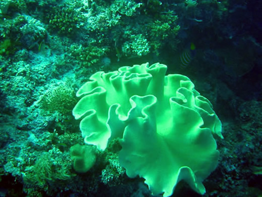 coral
